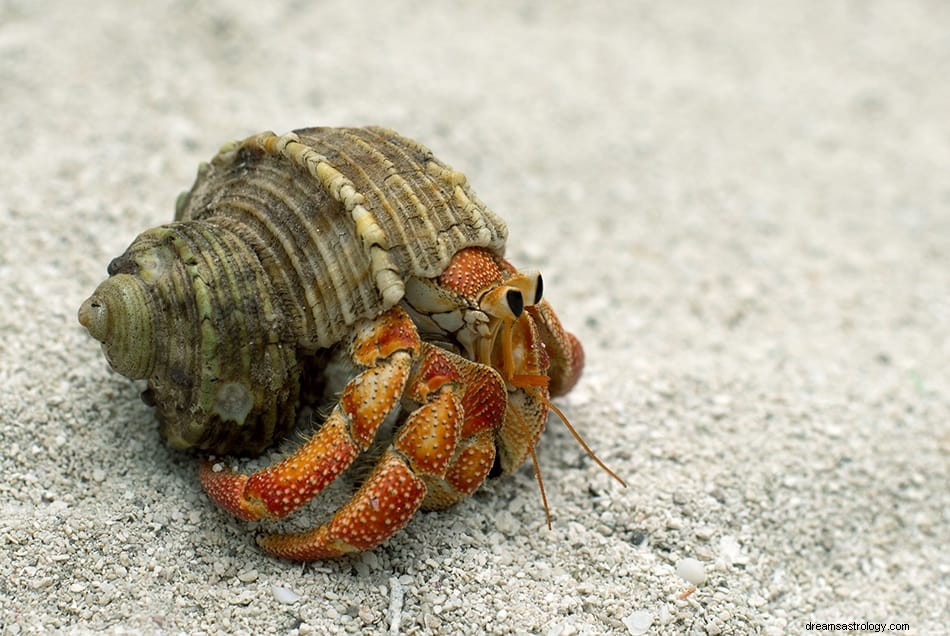 Dromen over krab - symboliek, betekenis en interpretatie 