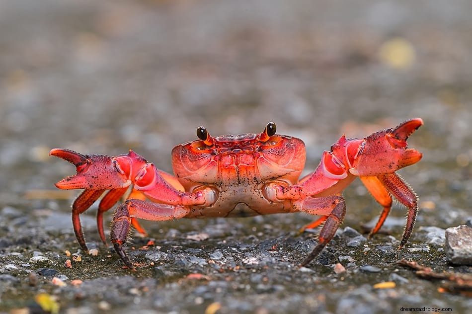Drömmar om krabba – symbolik, mening och tolkning 