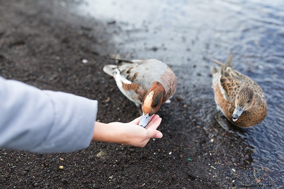 ¿Qué significa soñar con patos? 