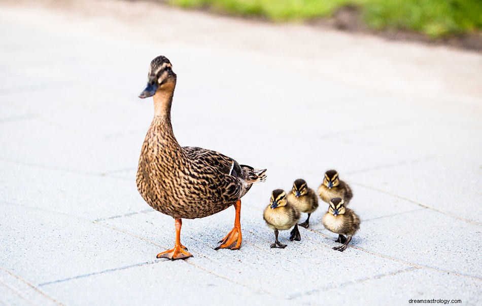 O que significa sonhar com patos? 