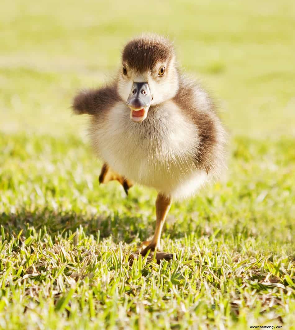 Was bedeutet es, von Enten zu träumen? 