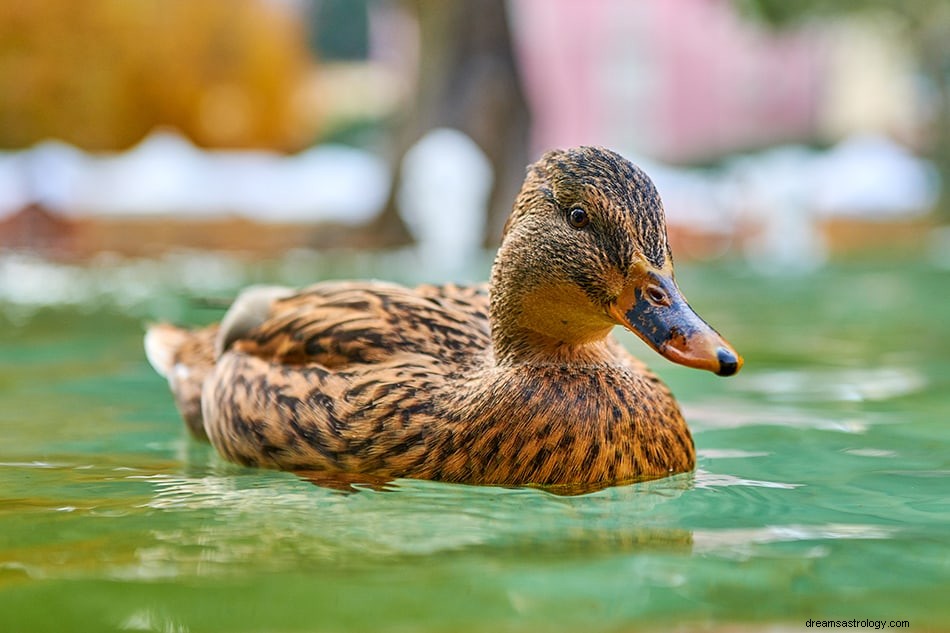 Que signifie rêver de canards ? 