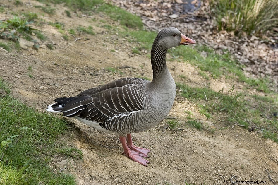 Hvad vil det sige at drømme om ænder? 