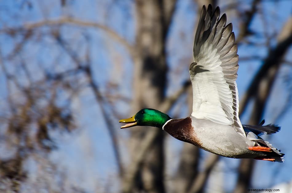 Was bedeutet es, von Enten zu träumen? 