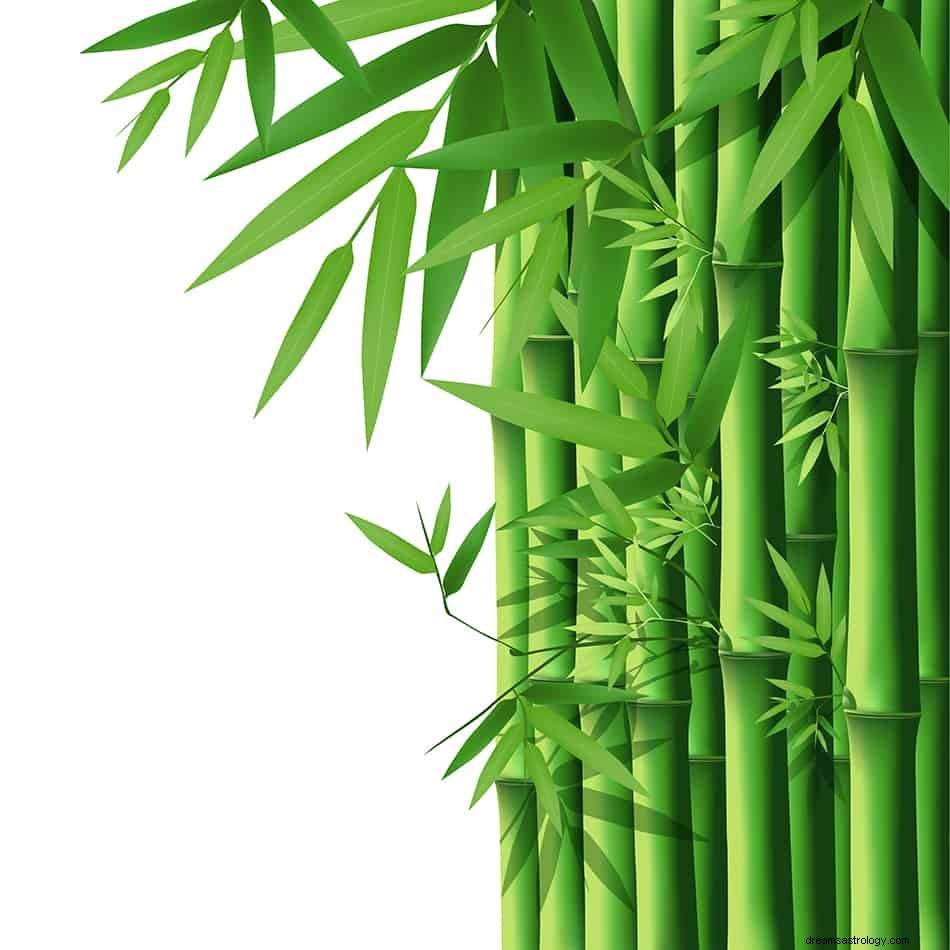 O que significa sonhar com bambu? 