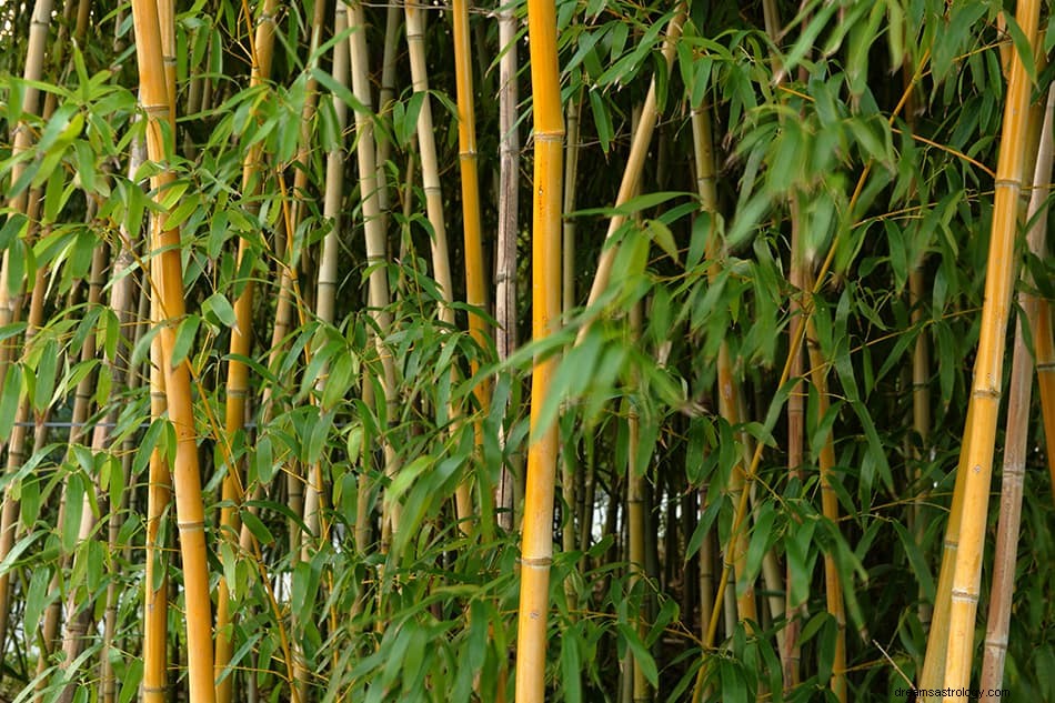 Vad betyder det att drömma om bambu? 