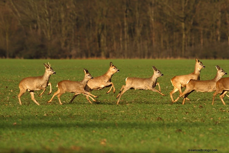 Rêves de cerfs ou de rennes - Signification et interprétation 