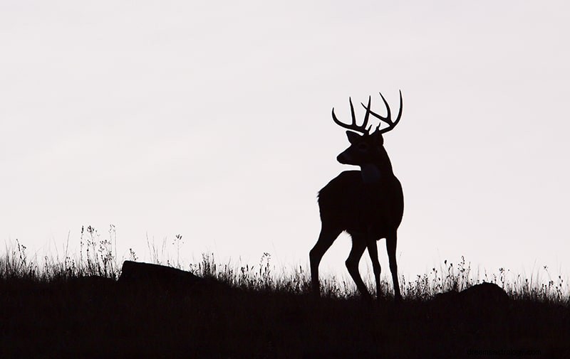 Rêves de cerfs ou de rennes - Signification et interprétation 