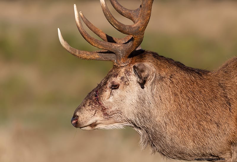 Rêves de cerfs ou de rennes - Signification et interprétation 