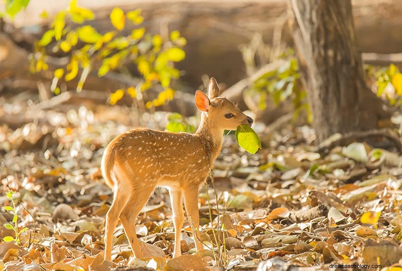 Mimpi Tentang Rusa atau Rusa – Arti Dan Tafsirnya 