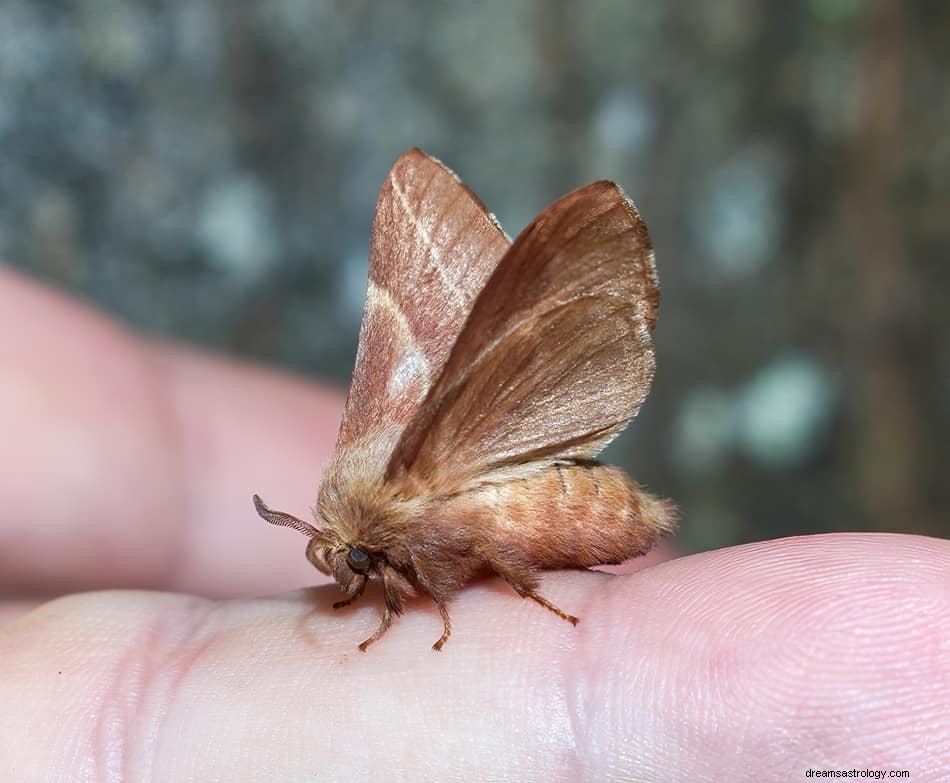 O que significa sonhar com mariposa? 