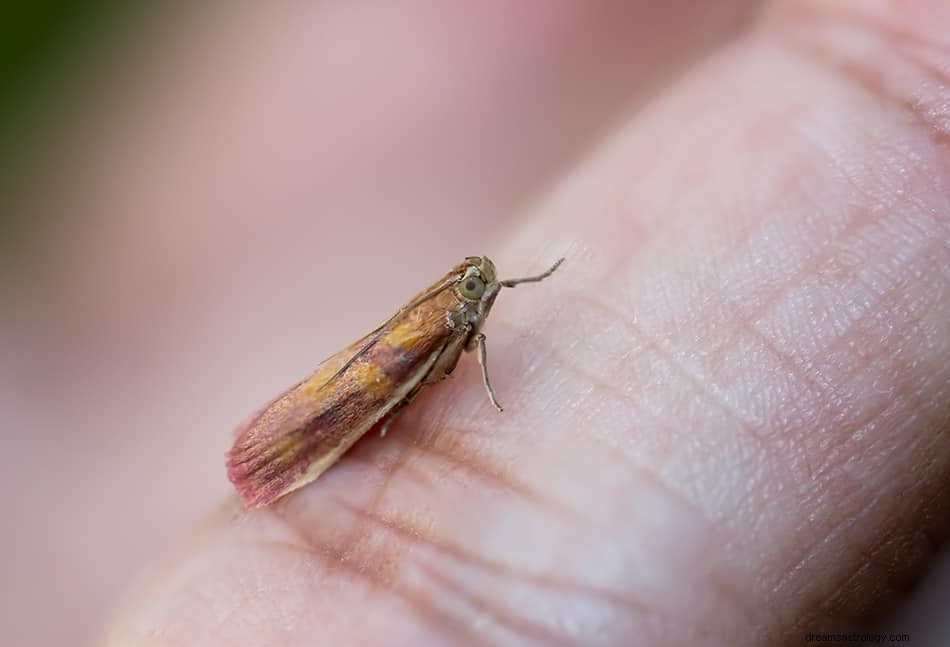 Que signifie rêver d un papillon de nuit ? 