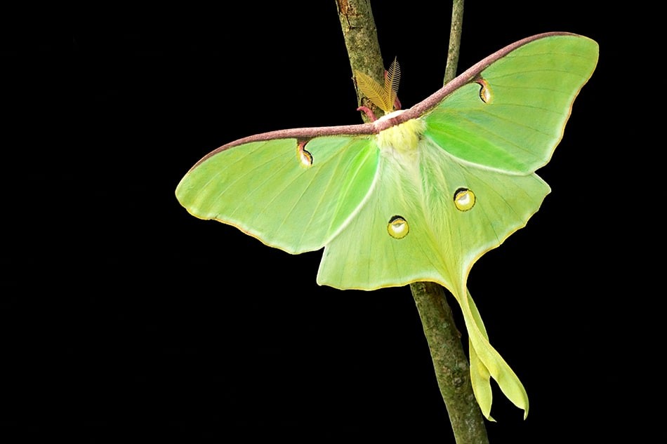 Que signifie rêver d un papillon de nuit ? 