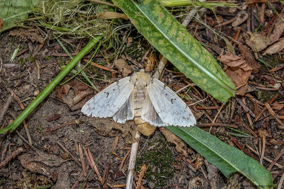 Que signifie rêver d un papillon de nuit ? 