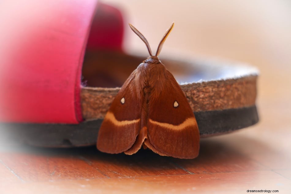 O que significa sonhar com mariposa? 