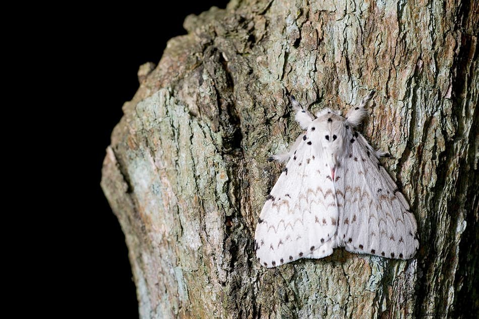 Que signifie rêver d un papillon de nuit ? 