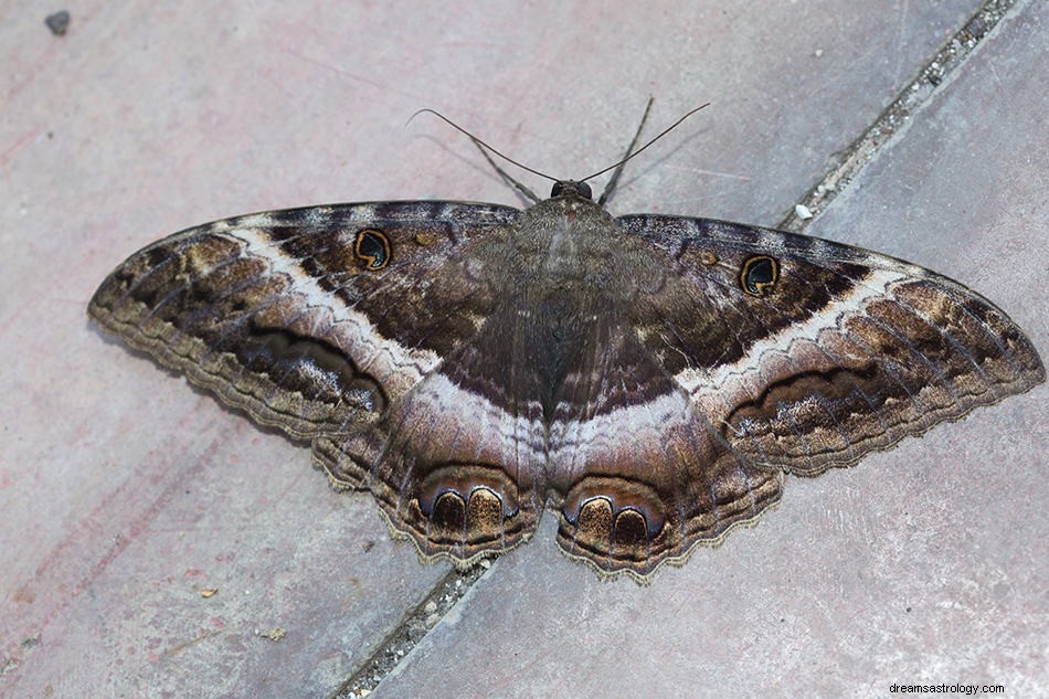 Que signifie rêver d un papillon de nuit ? 