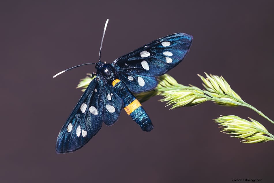 O que significa sonhar com mariposa? 