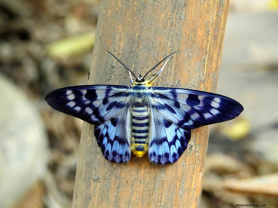 Que signifie rêver d un papillon de nuit ? 