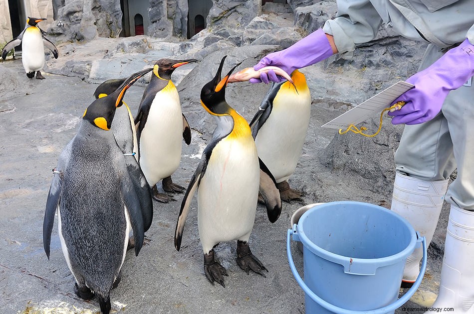 Was bedeutet es, von einem Pinguin zu träumen? 