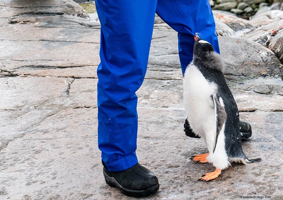 Was bedeutet es, von einem Pinguin zu träumen? 