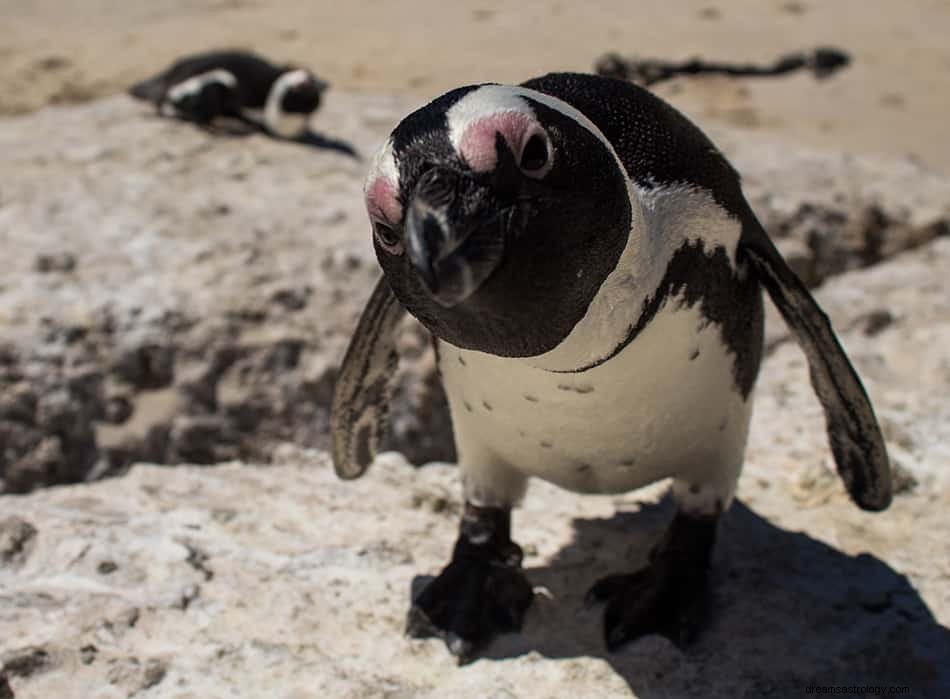 Vad betyder det att drömma om en pingvin? 
