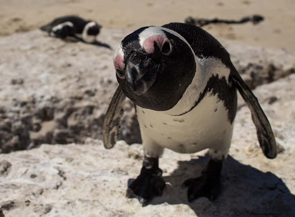 ペンギンを夢見るとはどういう意味ですか？ 