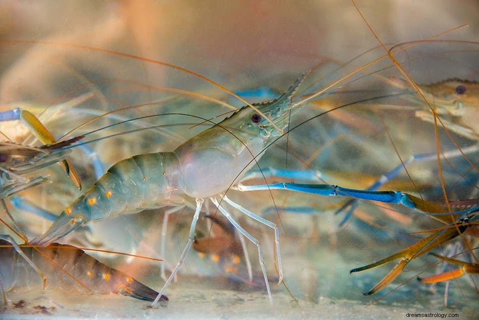 Soñar con Camarones – Significados e Interpretación 