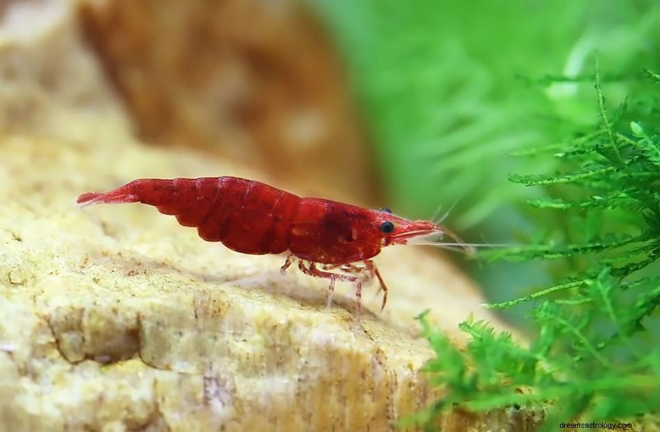 Soñar con Camarones – Significados e Interpretación 