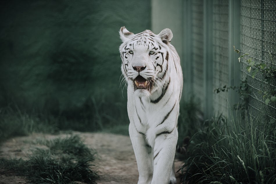 Sny bílého tygra – význam a výklad 