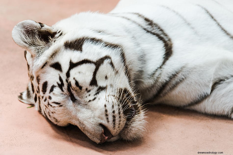 White Tiger Dreams - Betekenis en interpretatie 