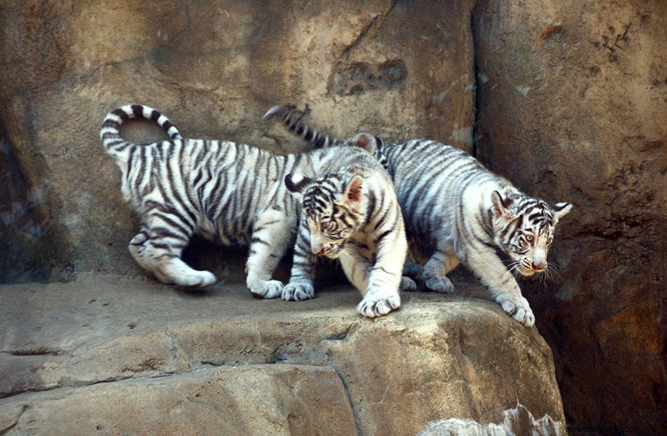Rêves de tigre blanc - Signification et interprétation 