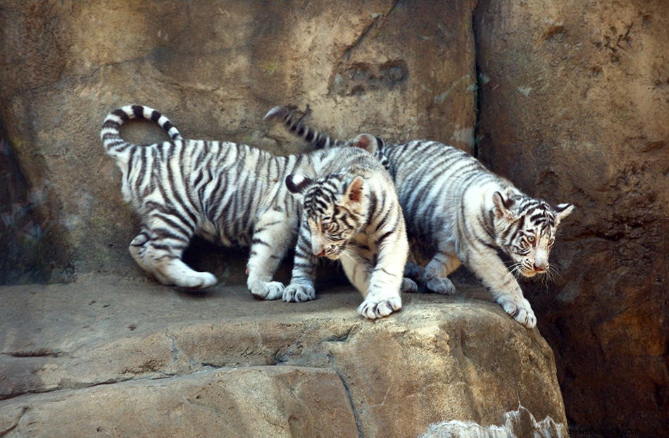 White Tiger Dreams – Bedeutung und Interpretation 