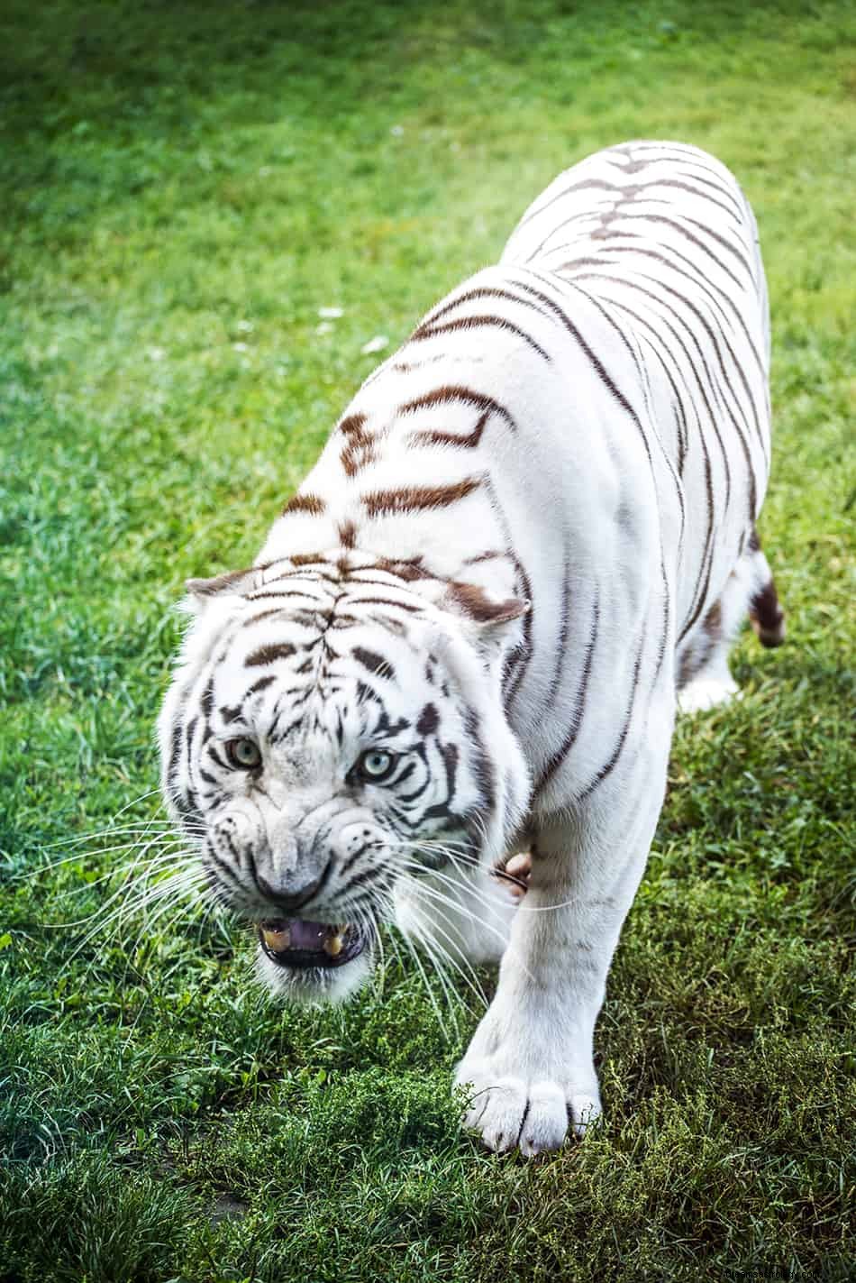 Sogni della tigre bianca:significato e interpretazione 