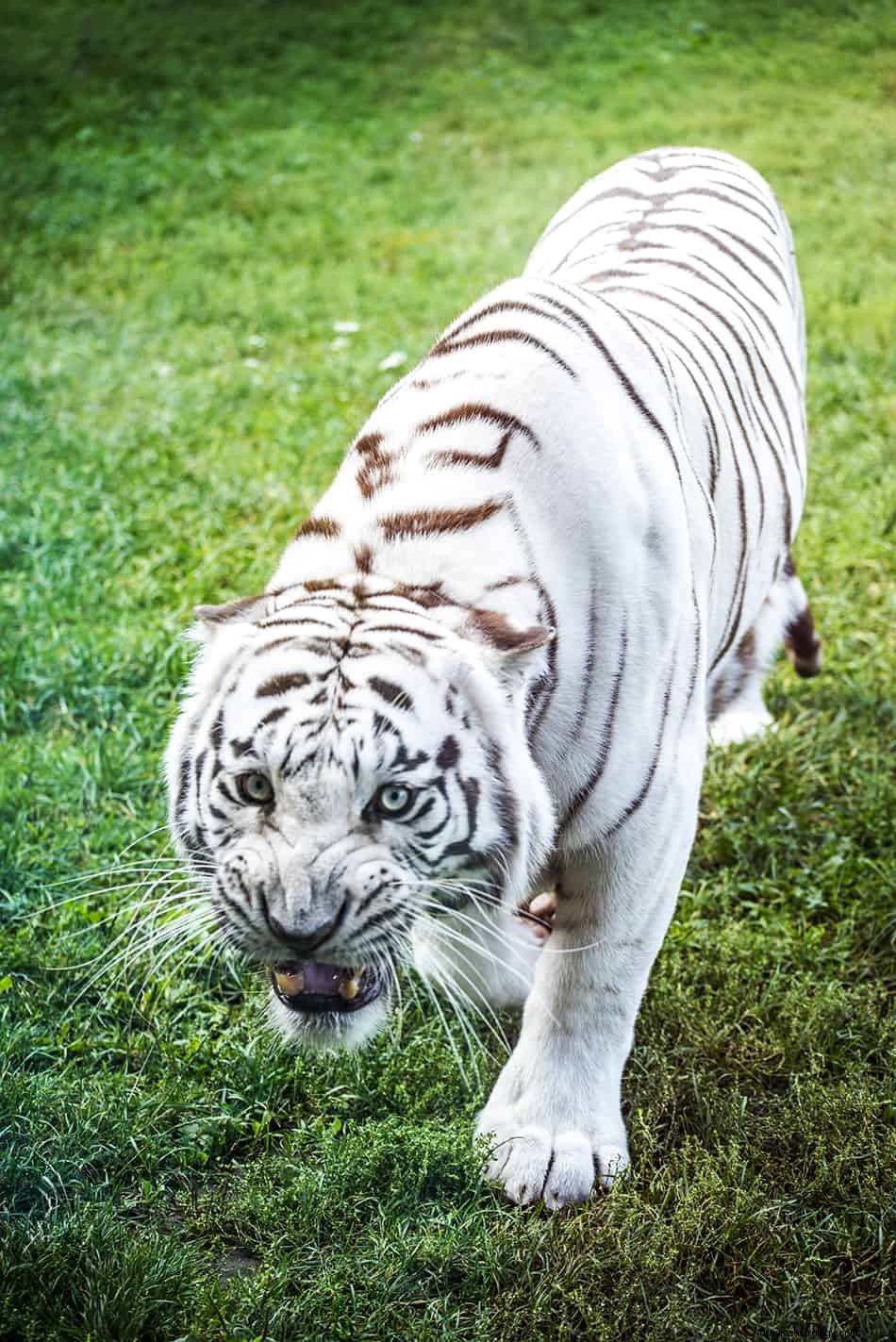 Rêves de tigre blanc - Signification et interprétation 