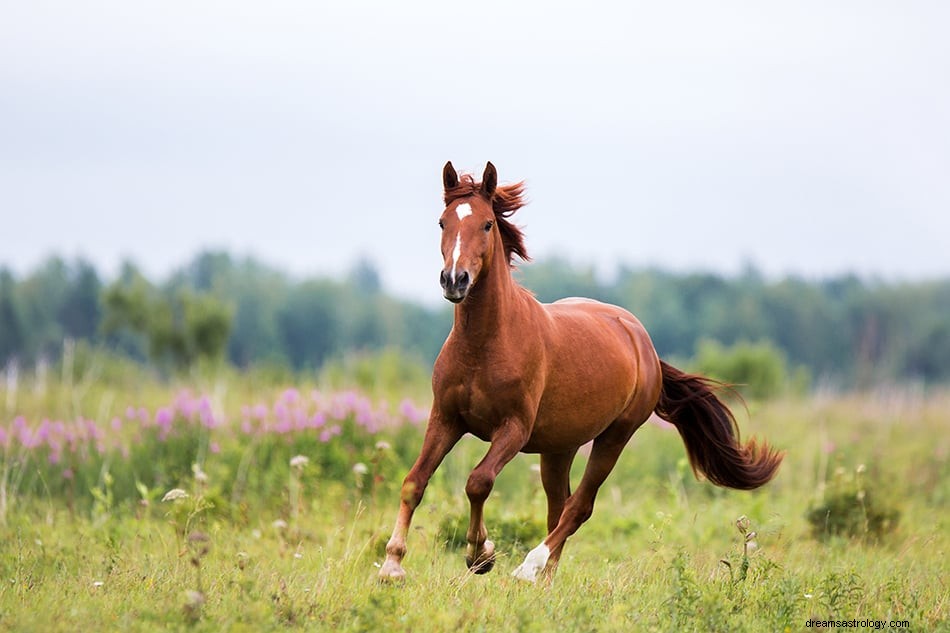 Sonhar com cavalo marrom – significado e simbolismo 