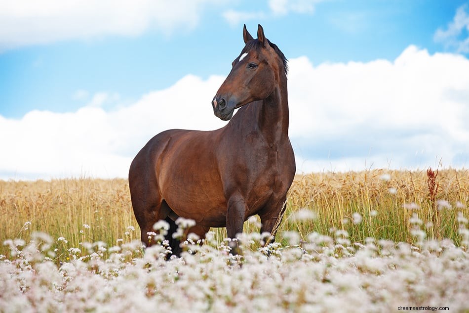 Dromen van bruin paard - betekenis en symboliek 