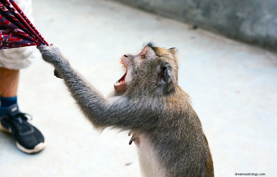 O que significa sonhar com macaco? 