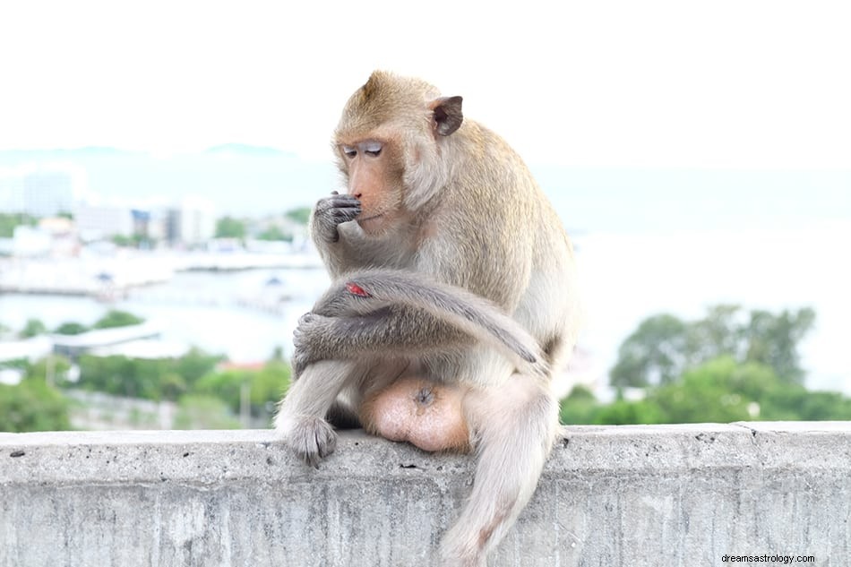 Que signifie rêver d un singe ? 