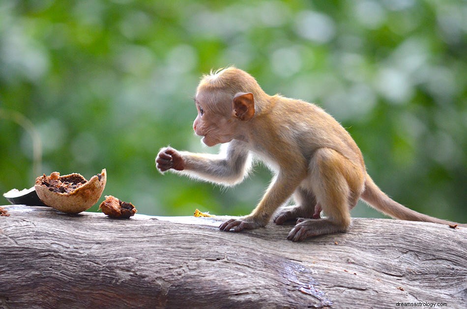 ¿Qué significa soñar con un mono? 