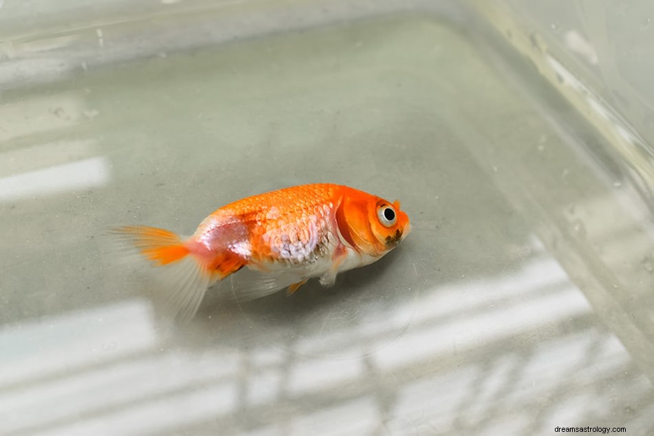 Wat betekent het om te dromen van een goudvis? 
