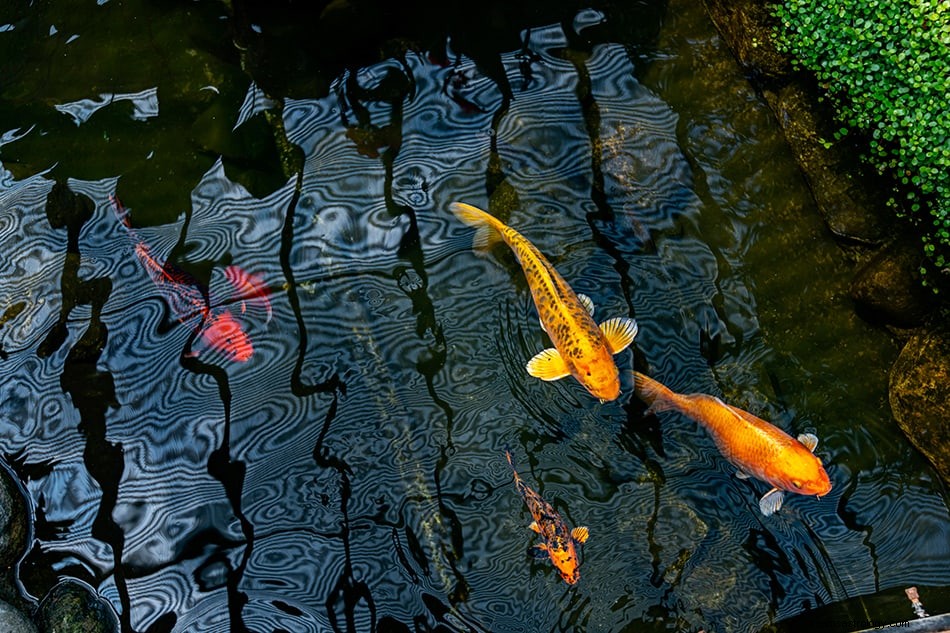 O que significa sonhar com peixinho dourado? 