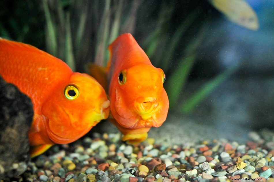 O que significa sonhar com peixinho dourado? 
