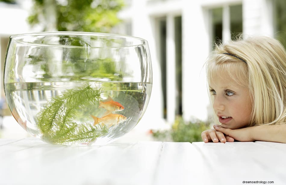 Vad betyder det att drömma om en guldfisk? 