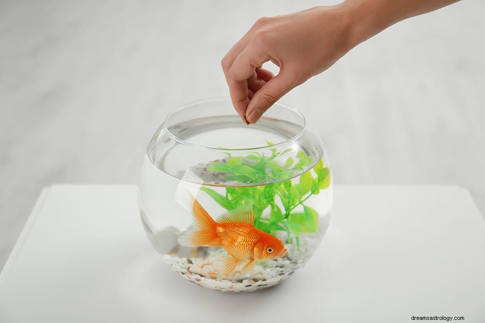 Que signifie rêver d un poisson rouge ? 