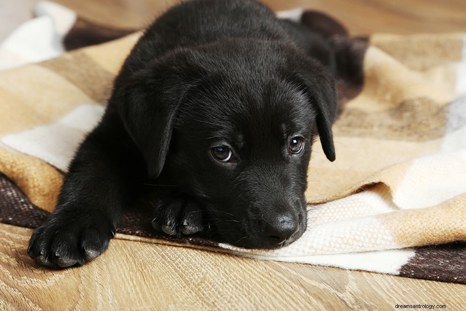 子犬を夢見るとはどういう意味ですか？ 