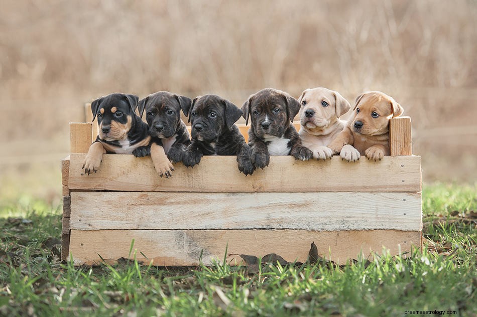 Apa Artinya Memimpikan Anak Anjing? 