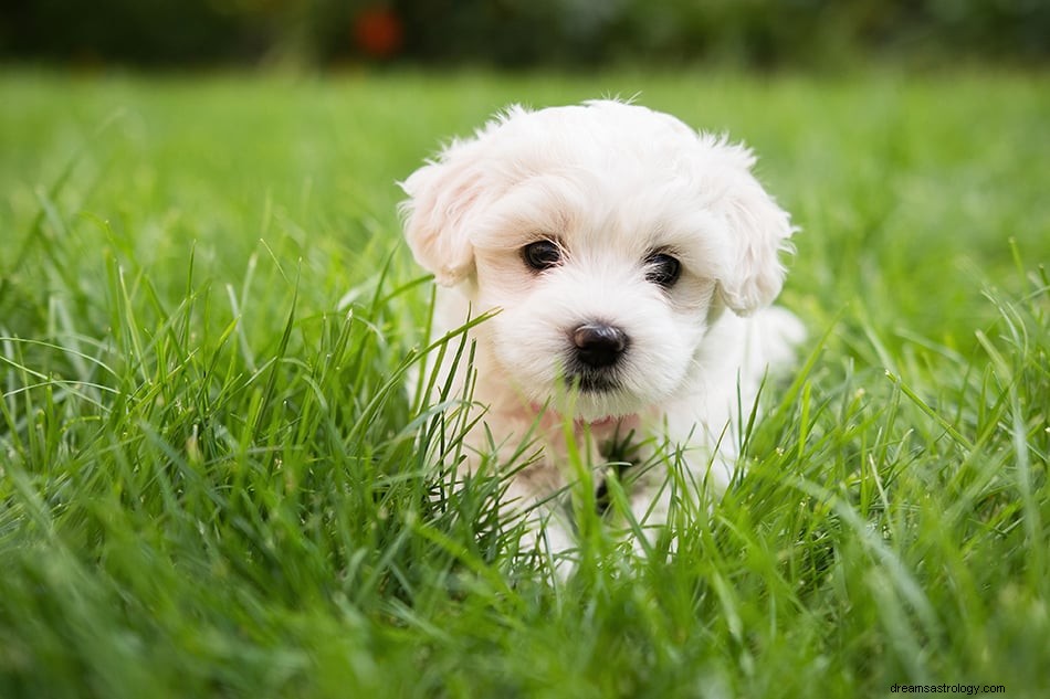 子犬を夢見るとはどういう意味ですか？ 