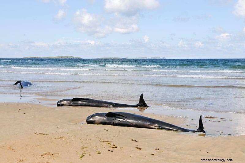 Wat betekent dromen over een walvis? 