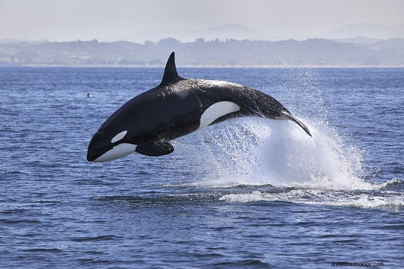 クジラを夢見るとはどういう意味ですか？ 